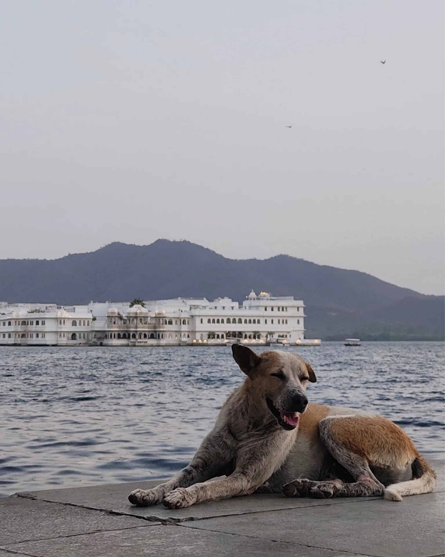 Cinematography still 1 by Harshit Sharma — Vertical Frame, Candid Presence, Available Light