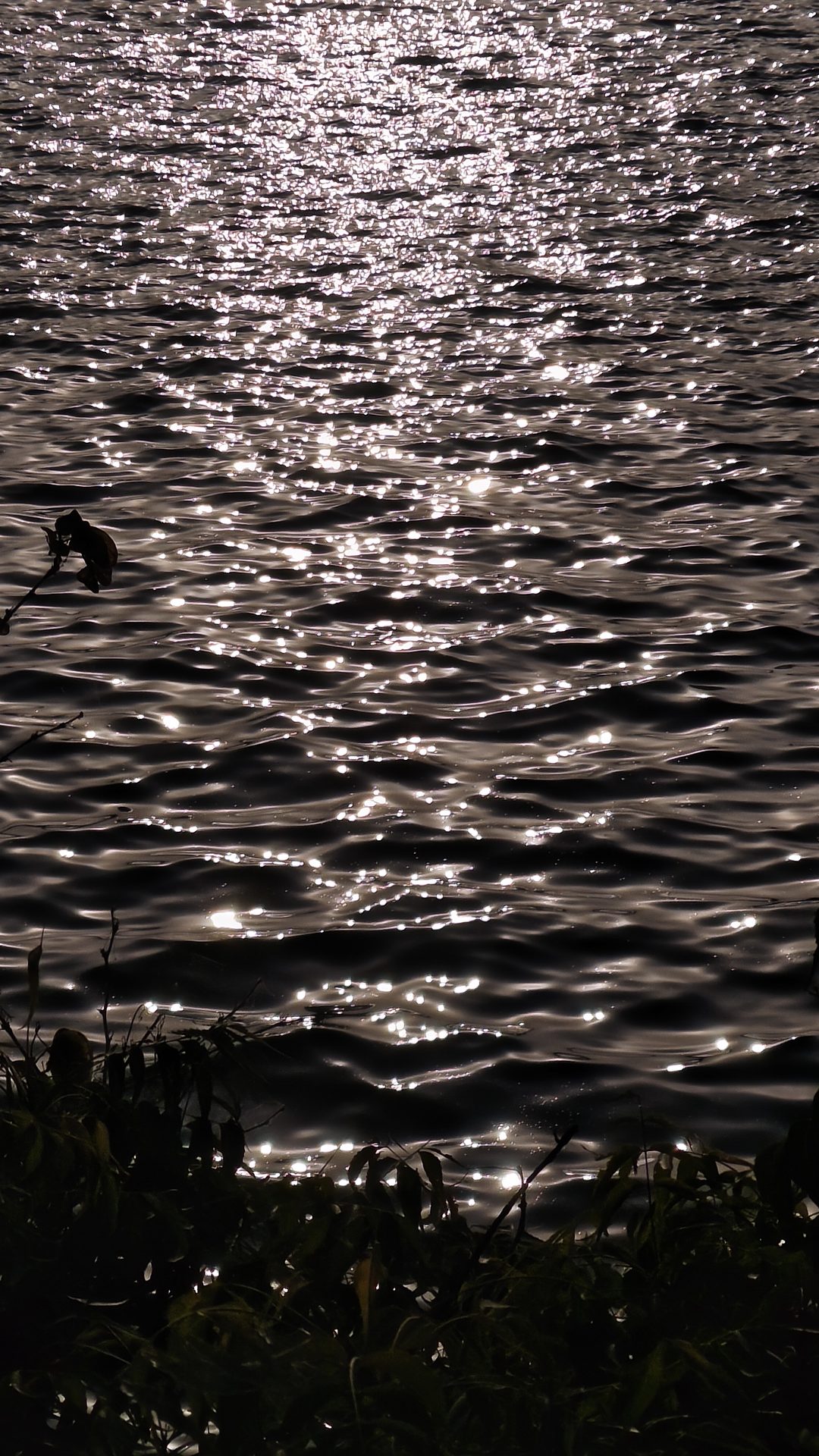 Cinematography still 61 by Harshit Sharma — Vertical Frame, Candid Presence, Available Light